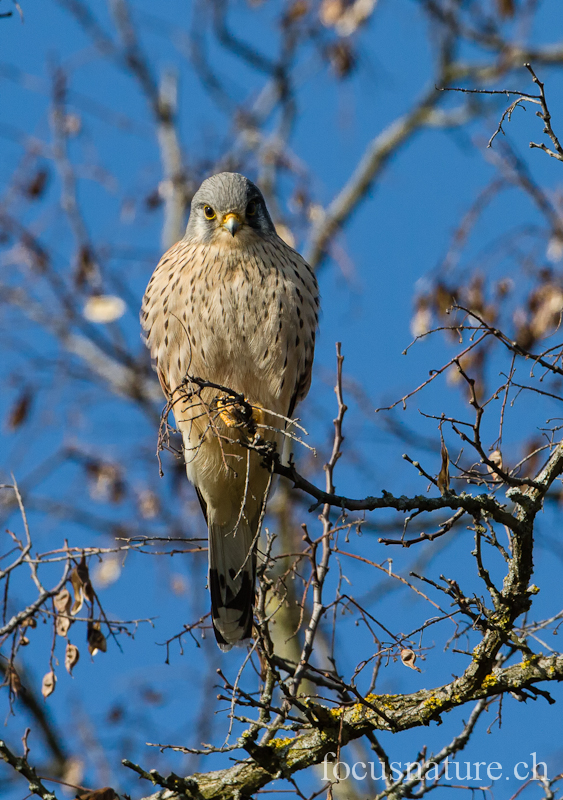 Faucon crecerelle 0331.jpg - Faucon crécerelle - Common Kestrel - Falco Tinnunculus  mâle (Genève, Suisse, mars 2012)